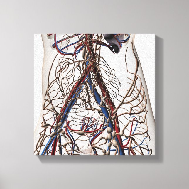 Arterien, Venen und Lymphsystem 4 Leinwanddruck (Vorderseite)
