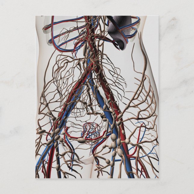 Arterien, Venen und Lymphsystem 4 Postkarte (Vorderseite)