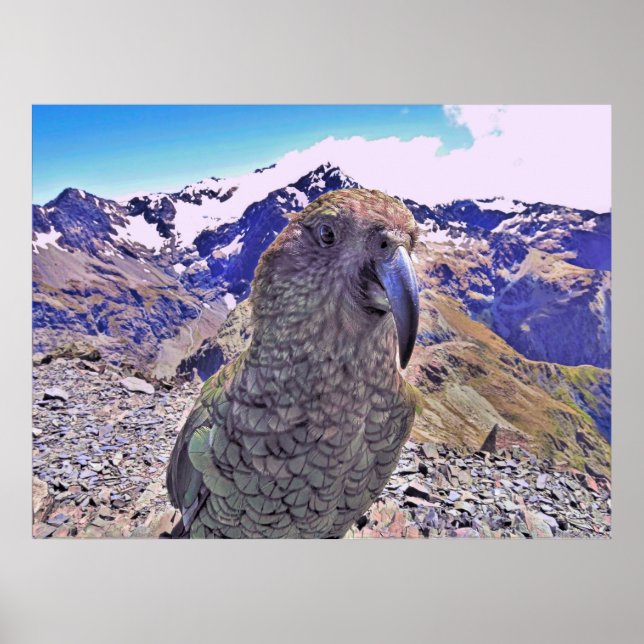 Arthur's Pass Kea Poster (Vorne)