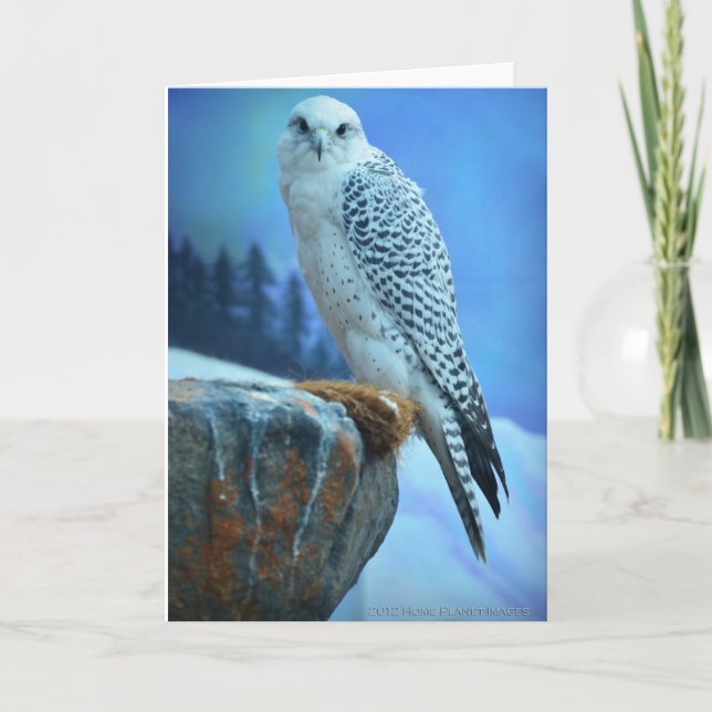 Artic Falcon Greeting Card Karte (Vorderseite)