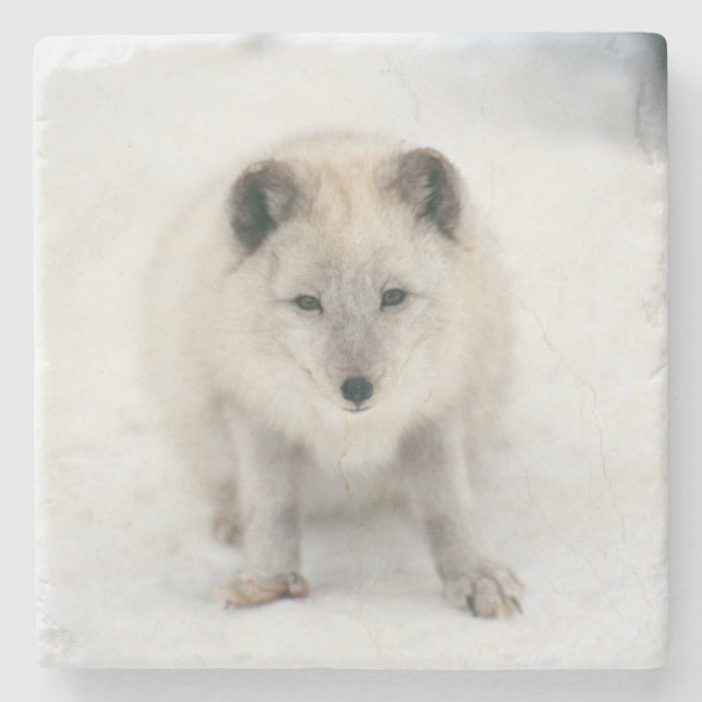 Artic Fox Steinuntersetzer (Vorderseite)