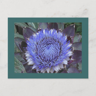 Artichoke Bloom Postcard Postkarte