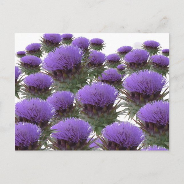 Artichoke Blooms Postkarte (Vorderseite)