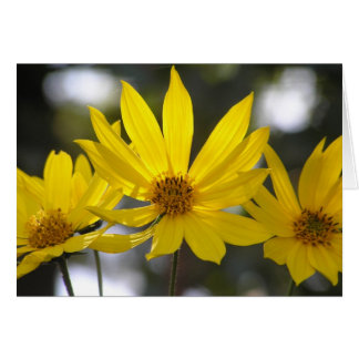 Artichoke de Jérusalem