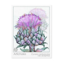 Artichoke Materia Medica Cards Kräuterstudie Pflan