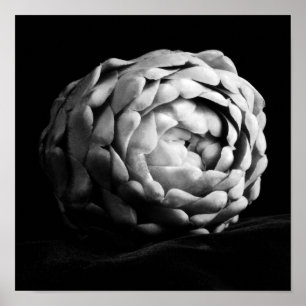 Artichoke Nahe Schwarz-Weiß-Fotografie Poster
