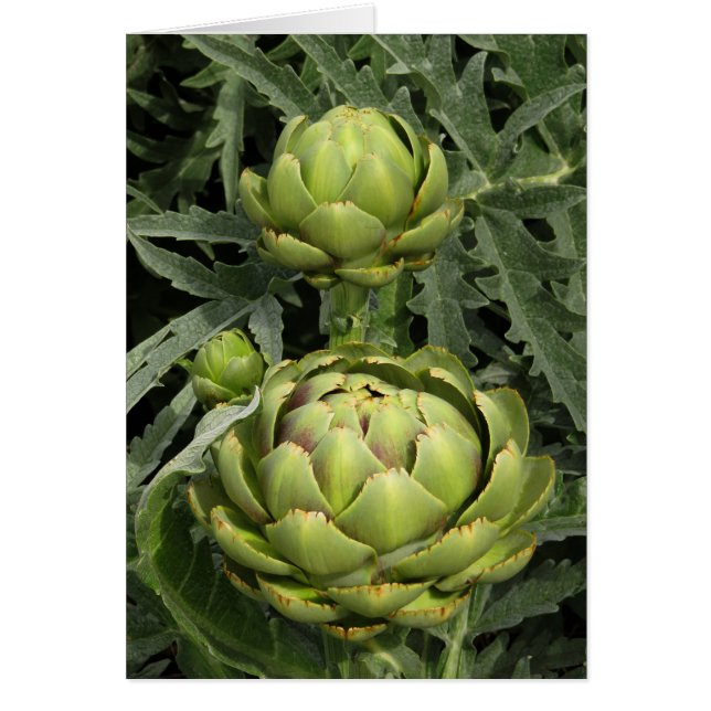Artichokes (Vorne)