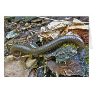 Articles de série Millipede