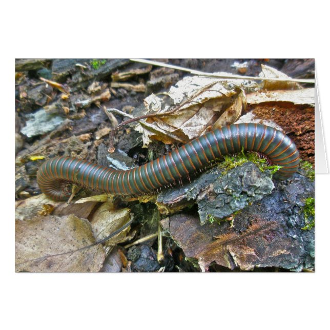 Articles de série Millipede (Devant Horizontal)