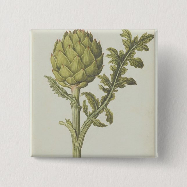 Artischocke: Cynara Scolymus, c.1568 Button (Vorderseite)