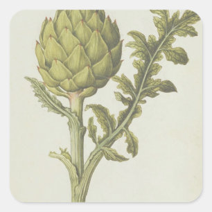 Artischocke: Cynara Scolymus, c.1568 Quadratischer Aufkleber
