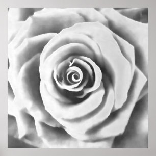 Artistic Big White Rose Poster