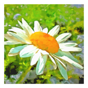 Artistic Bright Colorful White Garden Daisis v6 Fotodruck