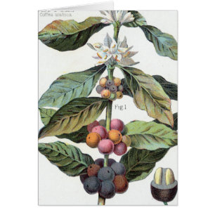 Artwork de haricots de café vintage