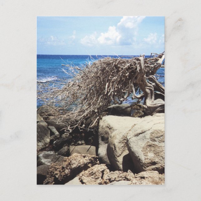 Aruba Divi Tree am Meer Postkarte (Vorderseite)