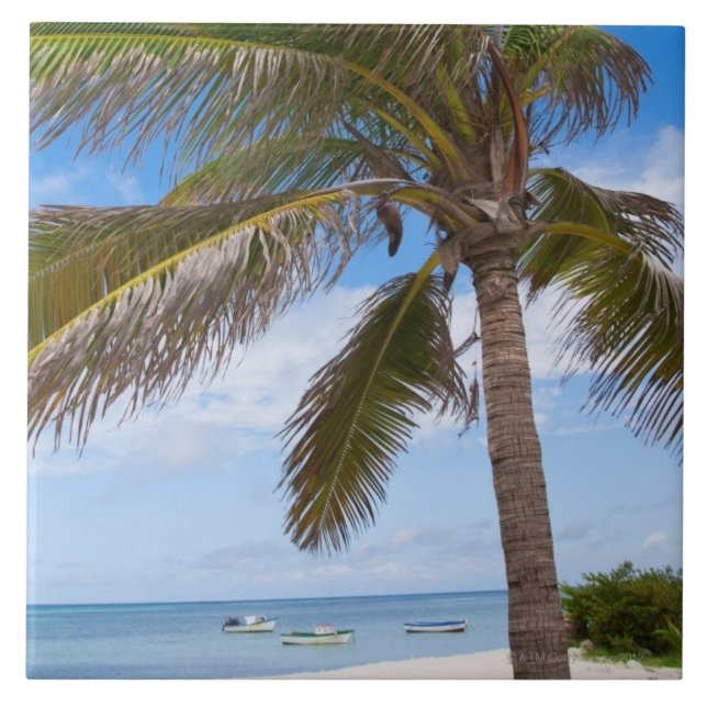 Aruba, Palme auf Strand Fliese (Vorderseite)