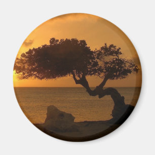 Aruba Sunset Divi Divi Tree Magnet
