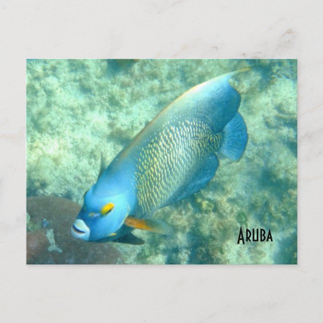 Aruba Unterwasser-Foto Postkarte (Vorderseite)