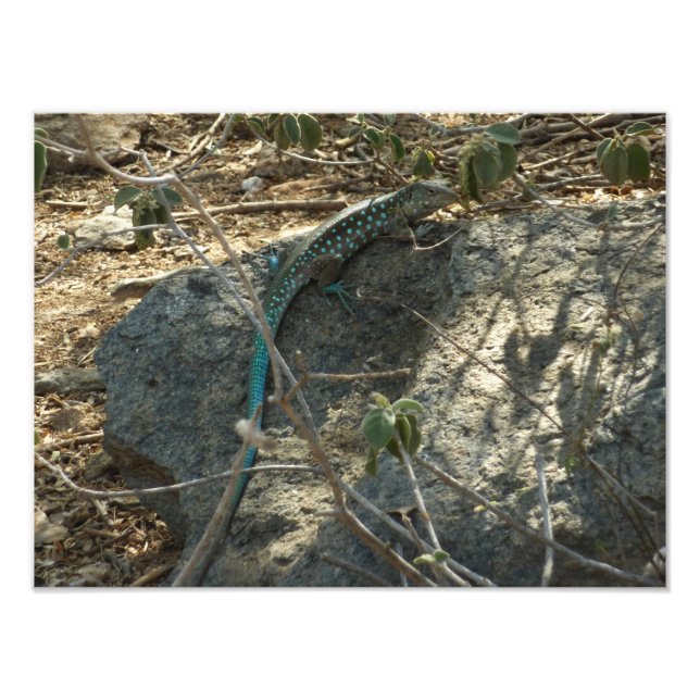 Aruba Whiptail Lizard Photographie d'animaux tropi (Devant)