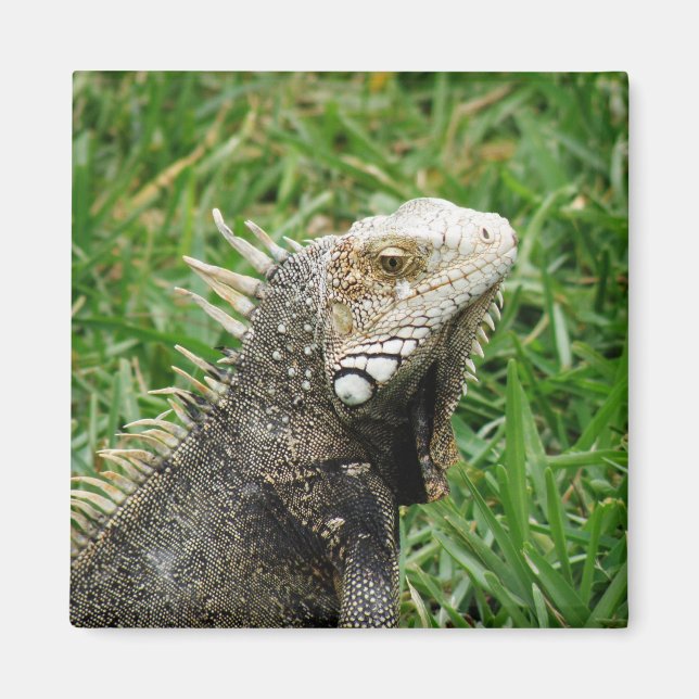 Aruban Lizard Magnet (Vorne)