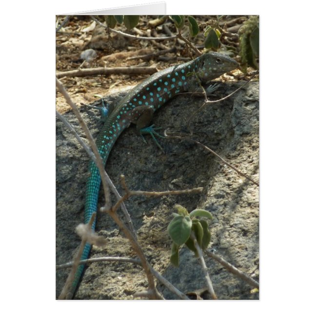 Aruban Whiptail Lizard Tropische Tierfotografie (Vorne)