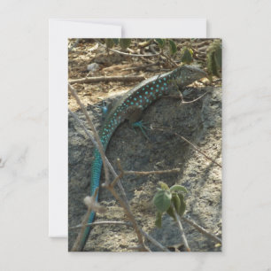 Aruban Whiptail Lizard Tropische Tierfotografie