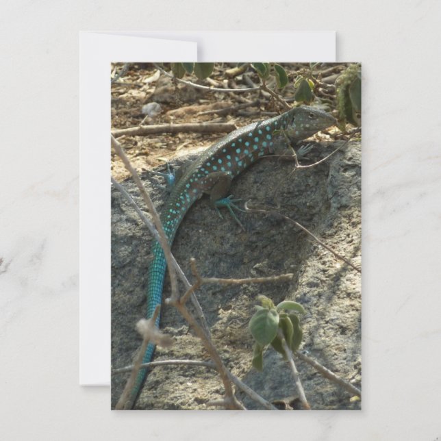 Aruban Whiptail Lizard Tropische Tierfotografie (Vorderseite)