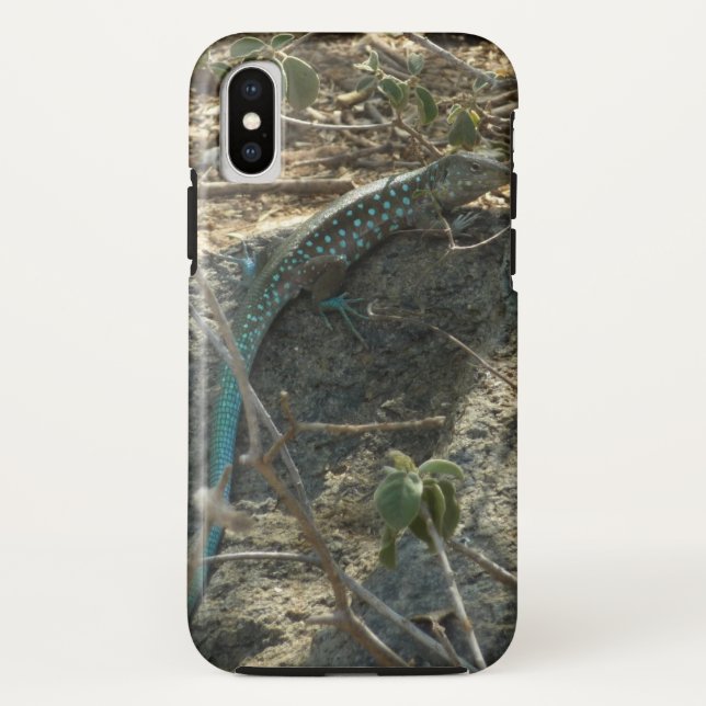 Aruban Whiptail Lizard Tropische Tierfotografie Case-Mate iPhone Hülle (Rückseite)