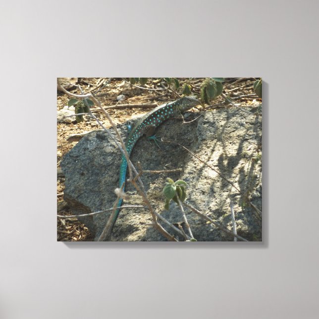 Aruban Whiptail Lizard Tropische Tierfotografie Leinwanddruck (Vorderseite)