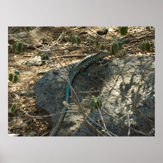 Aruban Whiptail Lizard Tropische Tierfotografie Poster (Vorne)