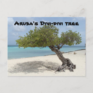 Arubas Divi-Divi-Baum-Postkarte Postkarte