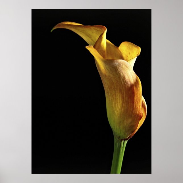 Arum Lily Poster (Vorne)