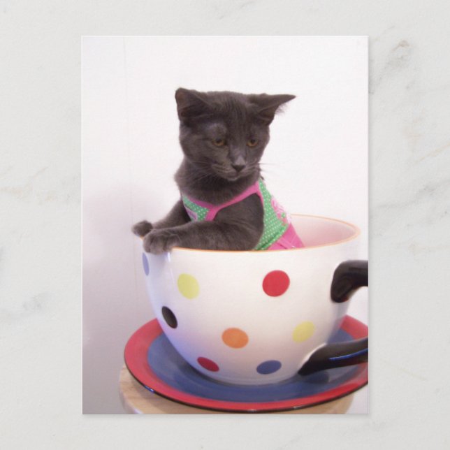 Arys Kitten Postkarte (Vorderseite)