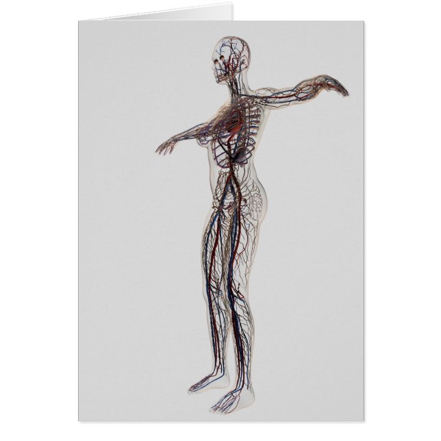 Ärztliche Darstellung weiblicher Arterien, Venen (Vorne)