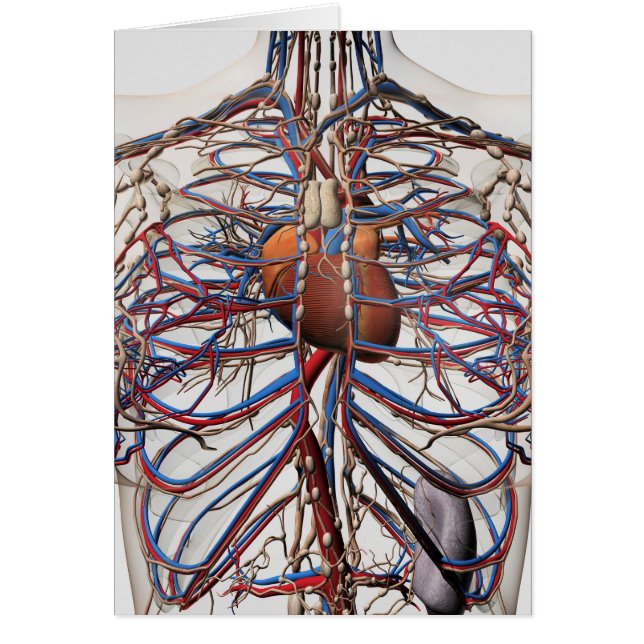 Ärztliche Darstellung weiblicher Brustkunst (Vorne)