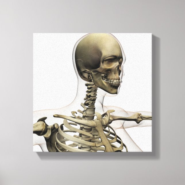 Ärztliche Veranschaulichung des Schädels einer Fra Leinwanddruck (Vorderseite)