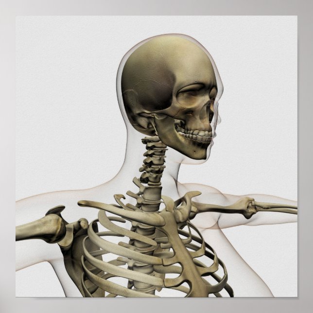 Ärztliche Veranschaulichung des Schädels einer Fra Poster (Vorne)
