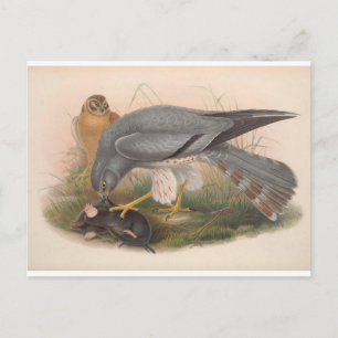 Aschfarbener Weihenvogel_GC - Postkarte