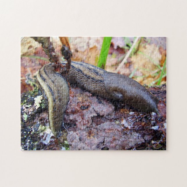 Aschig-Graues Schnecken-Foto-Puzzlespiel mit (Horizontal)