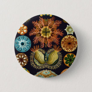 Ascidiacea durch Ernst Haeckel Button