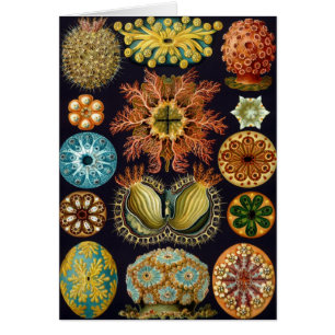 Ascidiae par Ernst Haeckel, Animaux marins Vintage