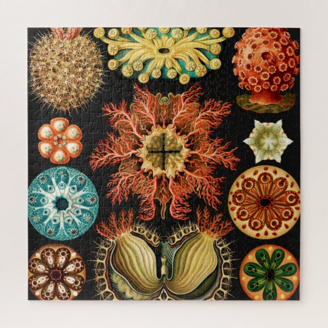 Ascidiae, Seescheiden Marine Life von Ernst Haecke (Vertikal)