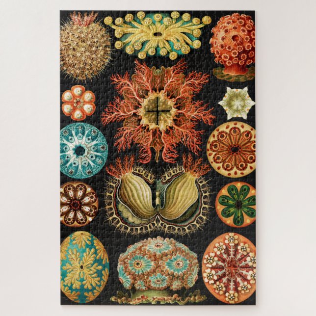 Ascidiae, Seescheiden Marine Life von Ernst Haecke (Vertikal)
