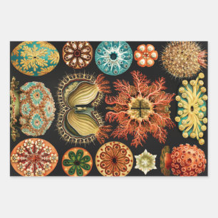 Ascidiae, Seescheiden Marine Life von Ernst Haecke Geschenkpapier Set