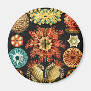 Ascidiae, Seescheiden Marine Life von Ernst Haecke Magnet