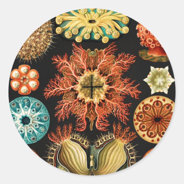 Ascidiae, Seescheiden Marine Life von Ernst Haecke Runder Aufkleber (Vorderseite)