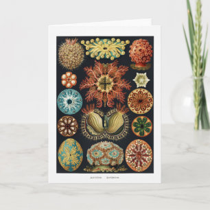 Ascidiae Seestern Seeigel Vintage Poster Karte