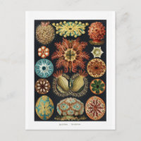 Ascidiae Seestern Seeigel Vintage Poster