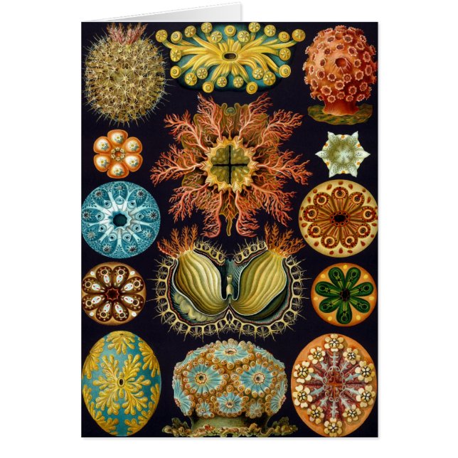 Ascidiae von Ernst Haeckel, Vintage Meerestiere (Vorne)