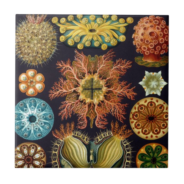 Ascidiae von Ernst Haeckel, Vintage Meerestiere Fliese (Vorderseite)